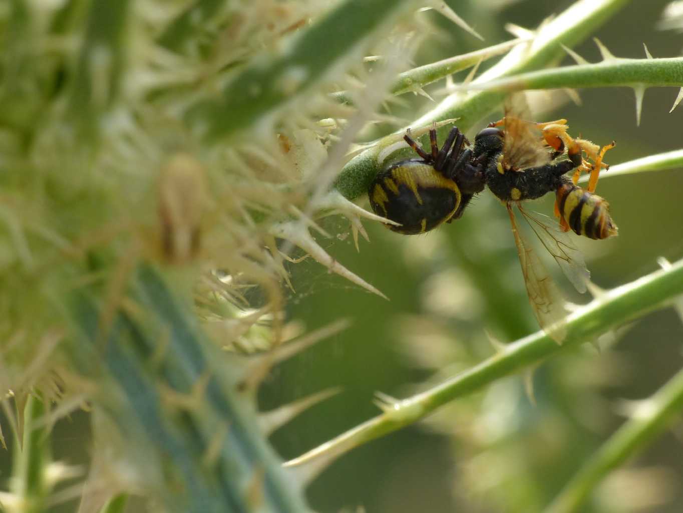 Synema globosum con preda - Santa Teresa Gallura (OT)